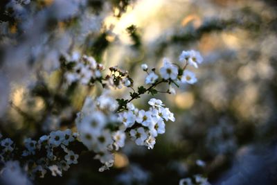 Close-up of white flowers on branch