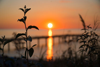 Silhouette plants against romantic sky at sunset