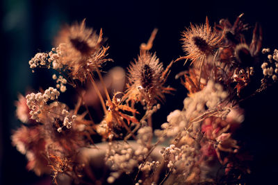 Backlited flowers in vase on the table in sunset time