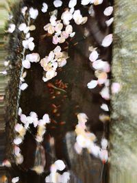 Close-up of white flower tree