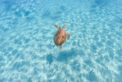 High angle view of turtle swimming in sea