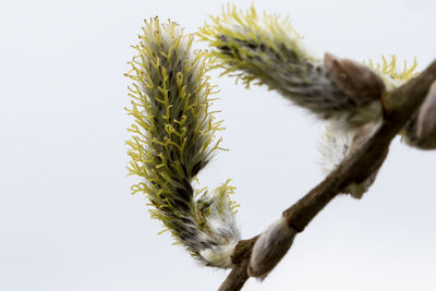 Close-up of plant against white background