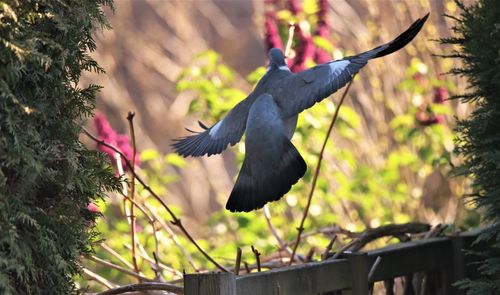 Bird flying over a tree