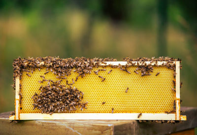 A lot of bees on honeycomb, woking on a honey, natural product, food concept