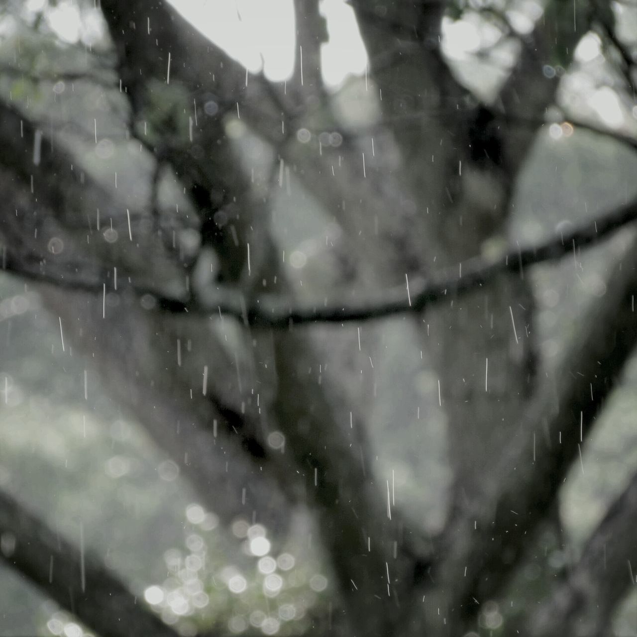 drop, water, wet, rain, raindrop, weather, season, monsoon, focus on foreground, close-up, rainy season, rainy, droplet, reflection, water drop, window, transparent, day, nature, dew