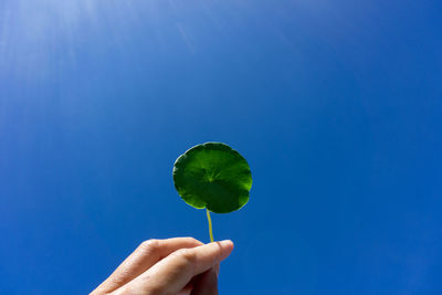 Person holding leaf against blue sky