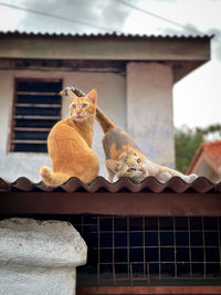 Close-up of cat looking away