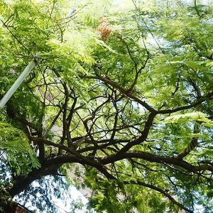 Low angle view of tree against sky