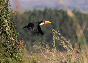 Bird flying over a field