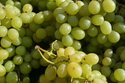 Close-up of grapes