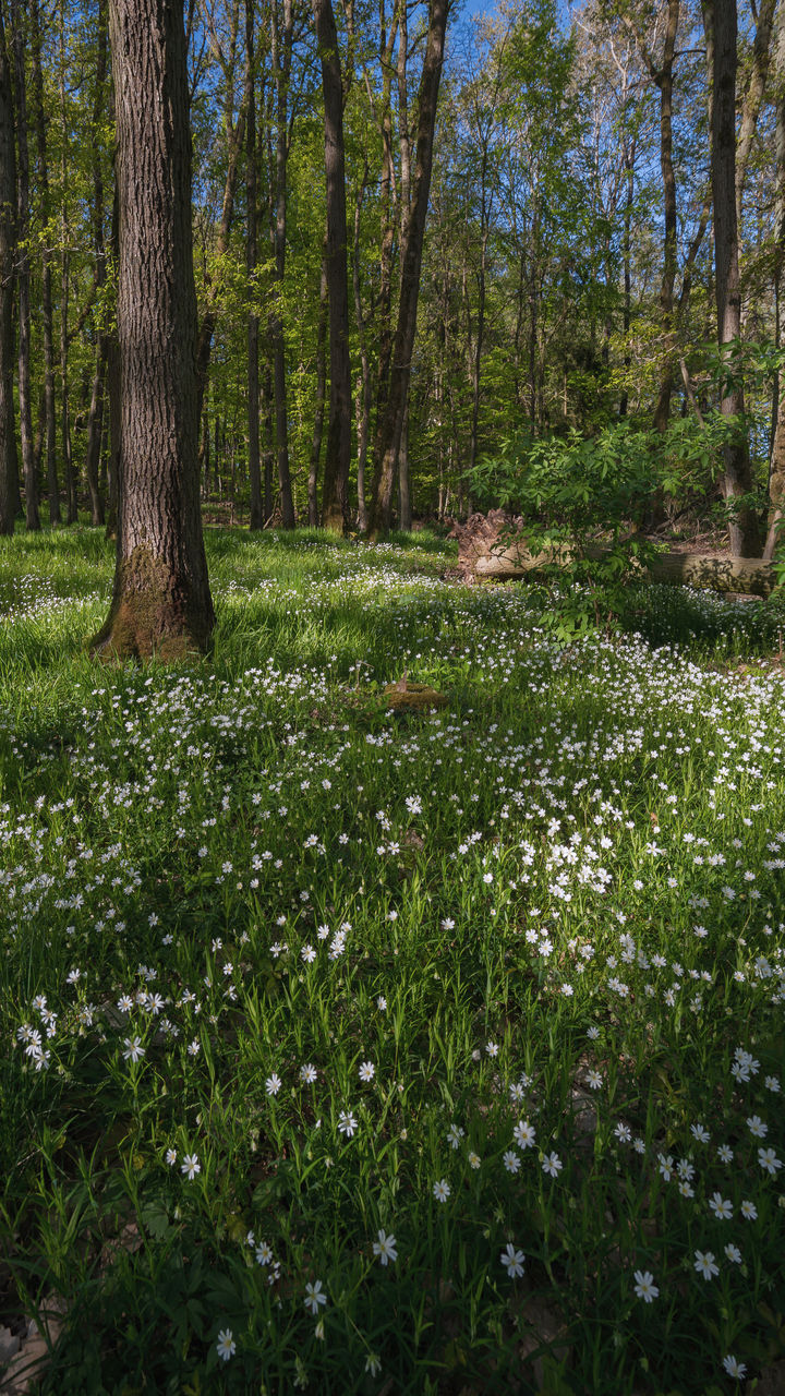 plant, tree, natural environment, woodland, land, beauty in nature, growth, forest, nature, tranquility, meadow, tree trunk, trunk, flower, green, leaf, tranquil scene, no people, scenics - nature, day, non-urban scene, environment, grass, sunlight, landscape, vegetation, outdoors, field, idyllic, sky, flowering plant, wildflower