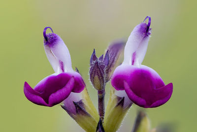 Close-up of purple flowering plant over white background