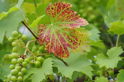 Close-up of grapes growing in plant