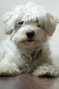 Close-up portrait of dog