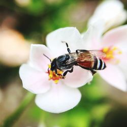 Close-up of bee pollinating on flower