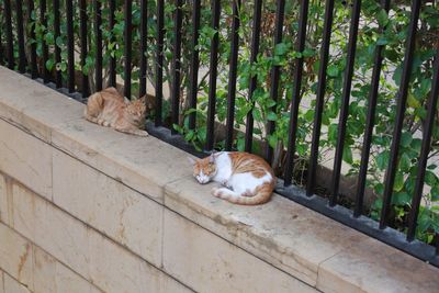 Cat resting on a fence