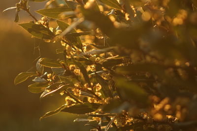 Close-up of plant against blurred background