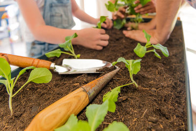 Mother with daughter plants vegetable seedlings. focus on the garden tool.