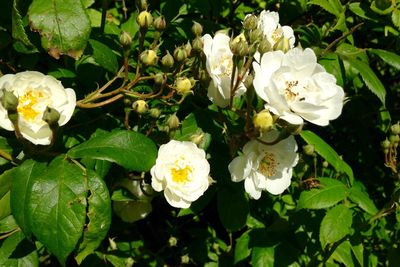 Close-up of white flowers