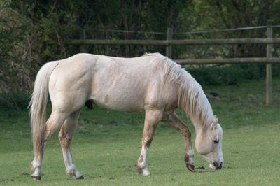 Horse grazing in a field