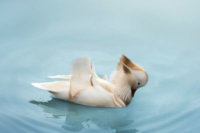 High angle view of swan swimming in lake