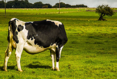 Horse grazing on grassy field