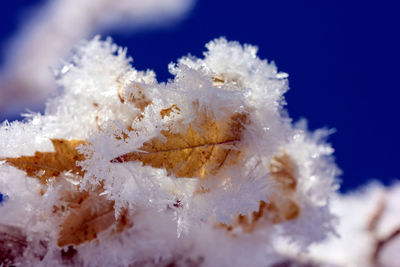 Close-up of frozen lizard against sky during winter