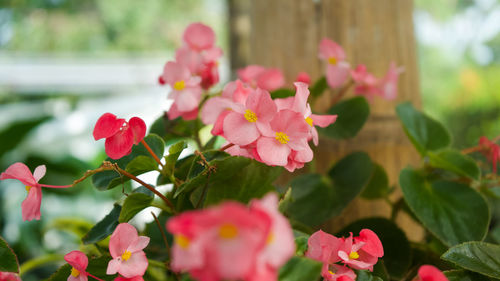 Pink christmas-begonia flowers in bloom.