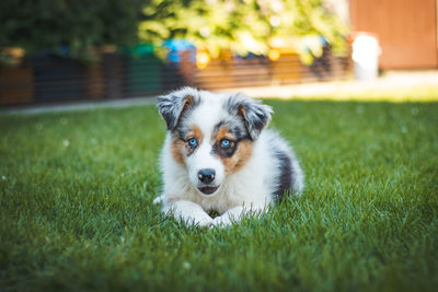 Australian shepherd puppy rests on the grass in the garden. blue eyes, brown and black spot