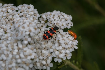 Close-up of ladybug on flower