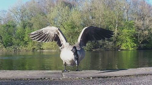 Birds in water