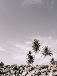 Coconut trees on rocks against sky