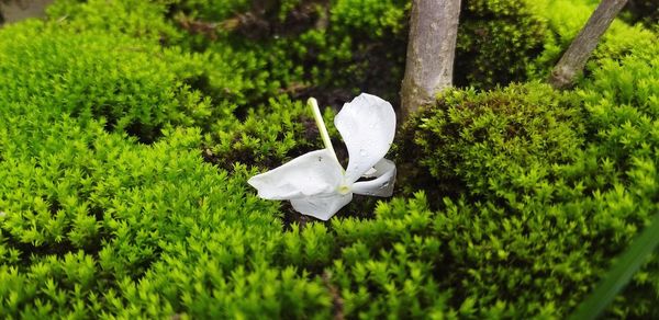 Close-up of white flowering plants on land