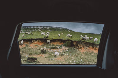 Green landscape seen through car window