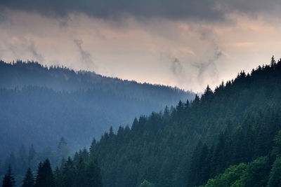 Panoramic view of pine trees against sky