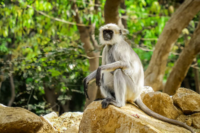 Monkey seat on rock in relaxing mode
