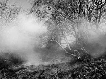 View of bare trees in foggy weather