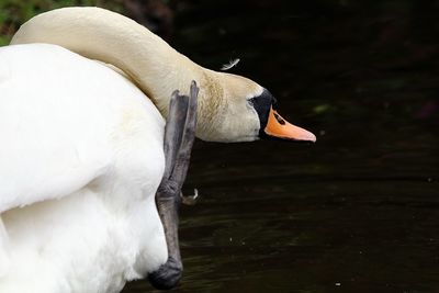 Close-up of swan on lake