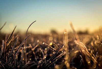 Grassy area covered with frost at dusk