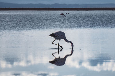 Flamingos in salt lakes in the atacama desert