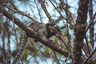 Low angle view of monkey on tree