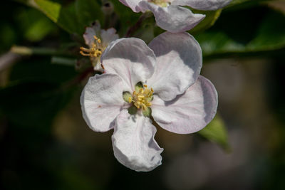 Close-up of white flowering plant