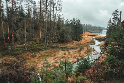 Scenic view of forest against sky