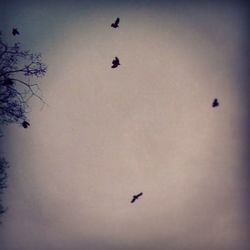 Low angle view of bird flying in sky