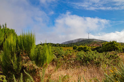 Plants growing on land against sky