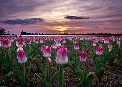 Pink tulips on field against sky during sunset