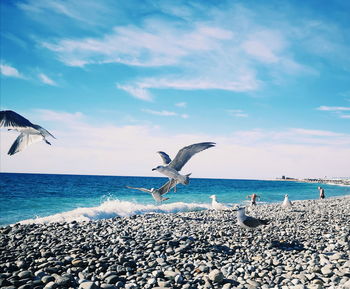 Seagulls flying over sea against sky