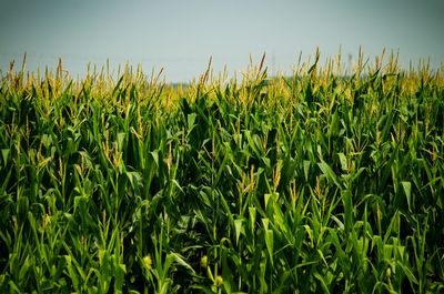 Crops growing on field against sky