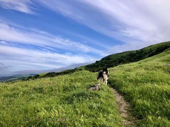 Dog looking away on grassy field