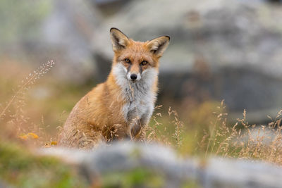 Portrait of meerkat on field